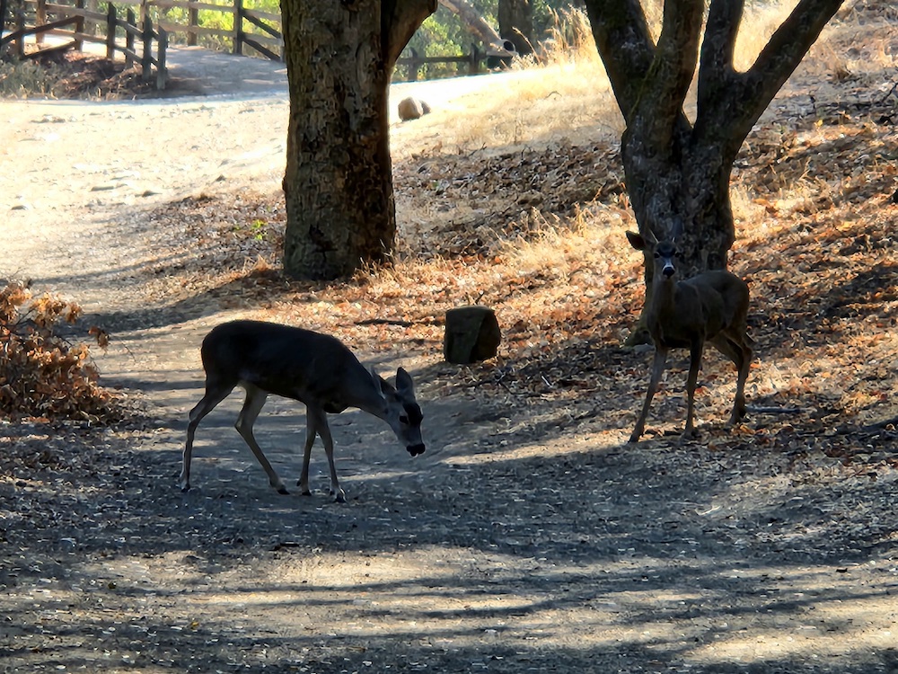 Two deer